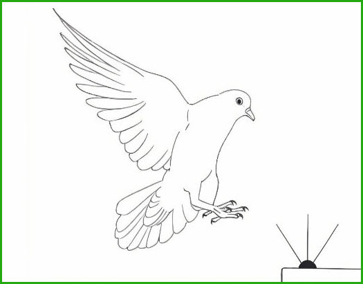 Eloignemennt des oiseaux